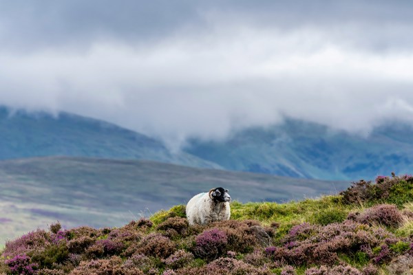 Sheep On Farm